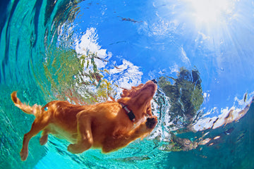 Why Do Dogs Love Water? And How to Keep Them Dry After Every Splash!