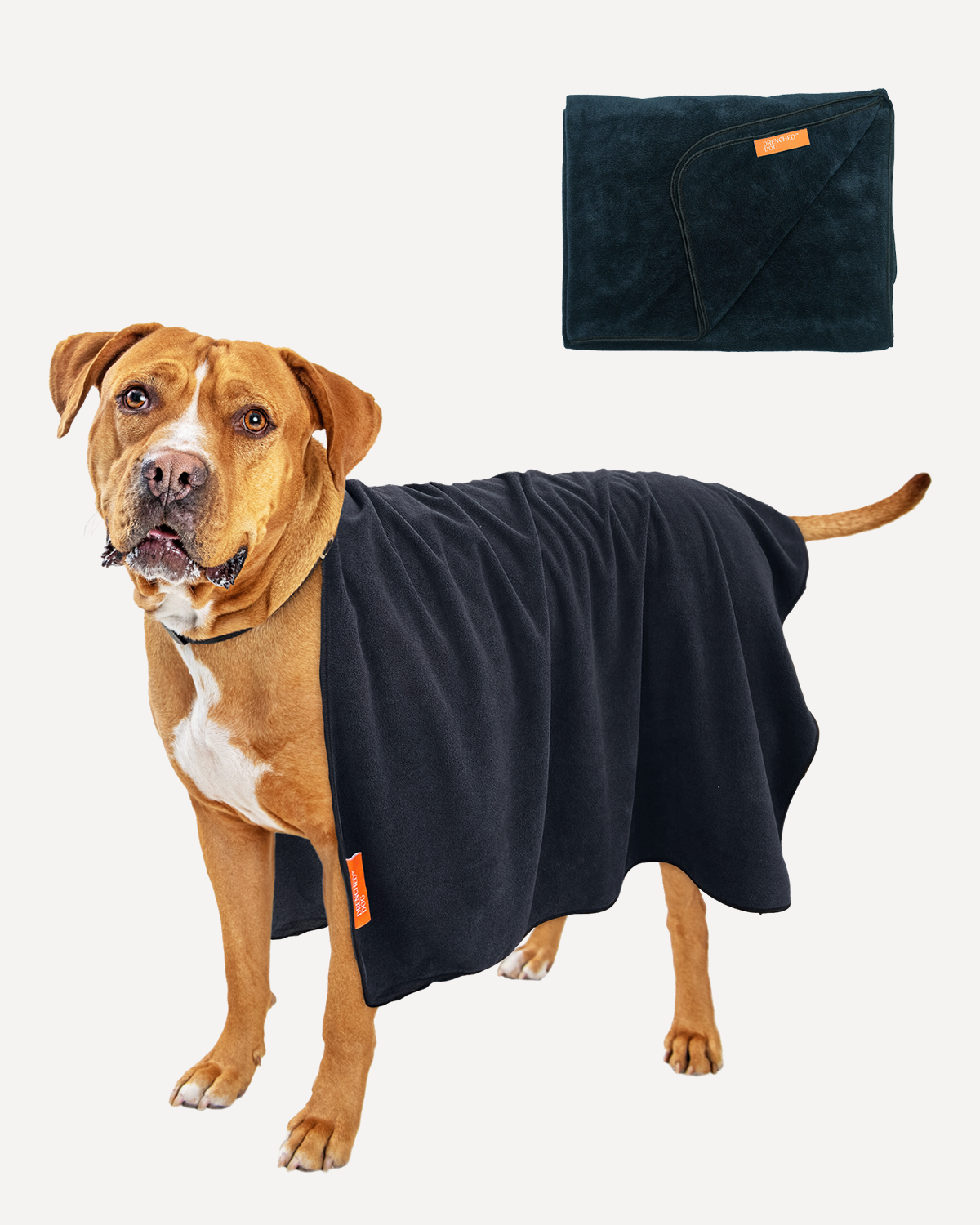 A large-sized dog wearing a black Drenched Dog microfiber  towel designed for bathing pets, with an additional folded view of the towel displayed next to the dog.