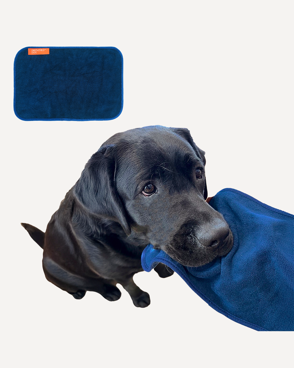 A black Labrador Retriever gently having your mouth wiped with a dark blue Drenched Dog microfiber towel while looking up. A matching rectangular towel is displayed in the top left corner, showcasing the product's soft material and branding.